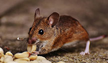 24 Hour & Emergency Exterminators in Chatta, TN